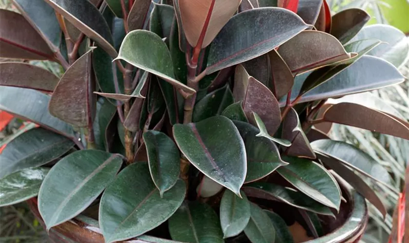 Ficus elastica 'Ruby'