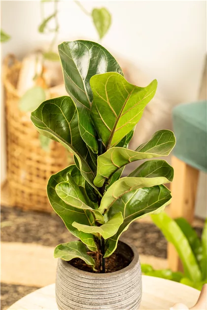 Ficus lyrata 'Bambino' Pflanze, Pflege & Tipps  Floragard