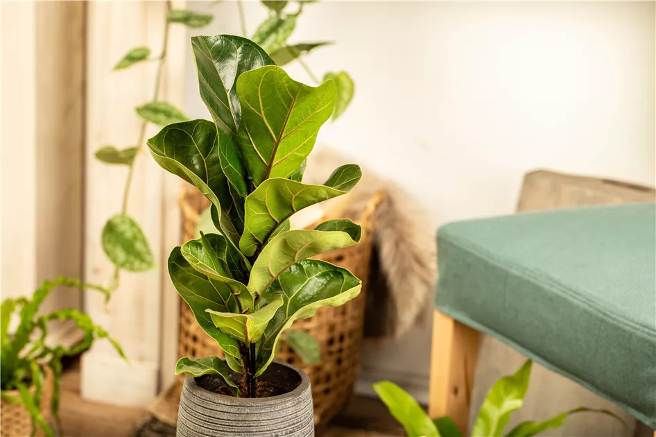 glücksfeder blätter gelb Glücksfeder (Zamioculcas zamiifolia) kaufen main image 1