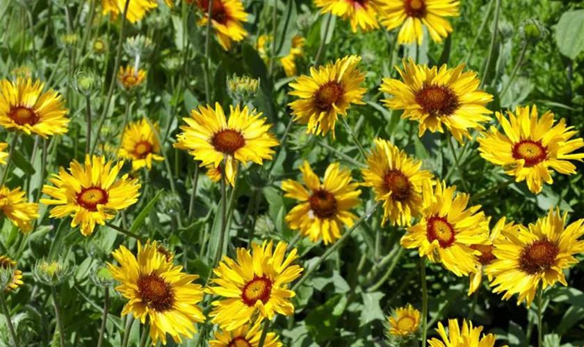 Gaillardia aristata hotsell