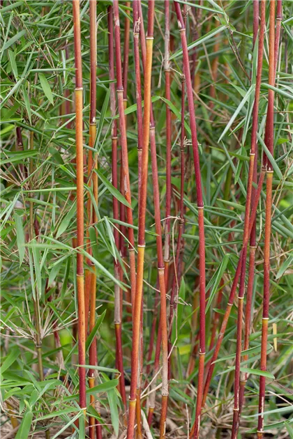 Fargesia murielae 'Red Zebra'(s) Pflanze, Pflege & Tipps  Floragard
