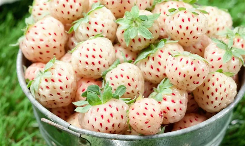 Fragaria x ananassa 'Snow White'