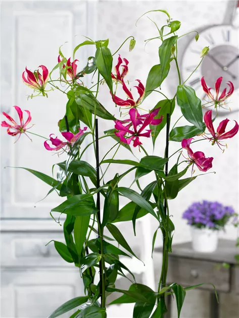 Gloriosa superba 'Crown Jewels' Pflanze, Pflege & Tipps  Floragard