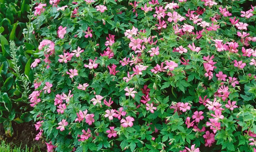 Oxford-Garten-Storchschnabel 'Wargrave Pink'