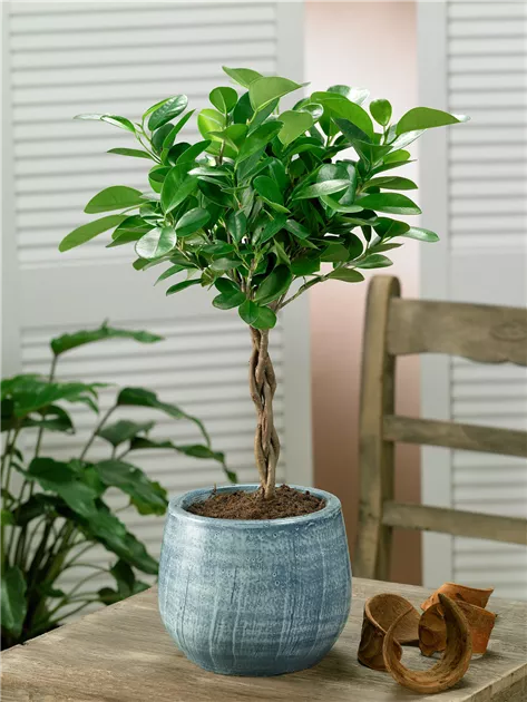Chinesische Feige Pflanze, Pflege & Tipps  Floragard
