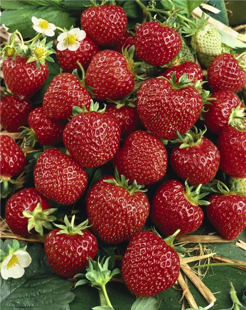 Erdbeere 'Senga-Sengana' Pflanze, Pflege & Tipps  Floragard