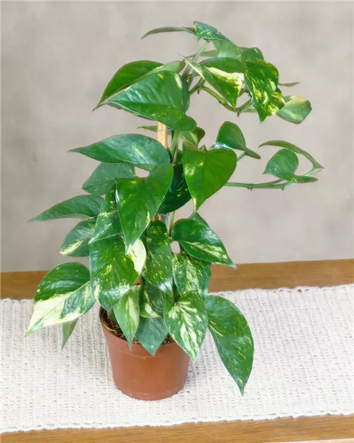 bambou fargesia Clumping Bamboo Seeds main image 0