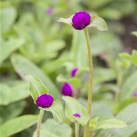 Kugelamarant 'Buddy Purple'