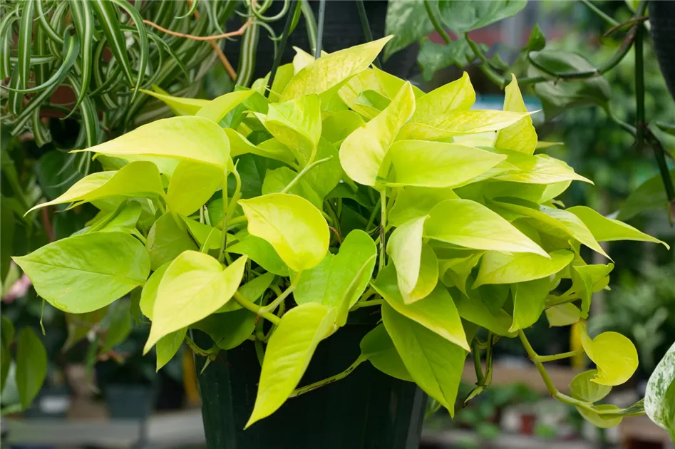 drachenbaum kosten Drachenbaum 'Marginata' | kaufen main image 1