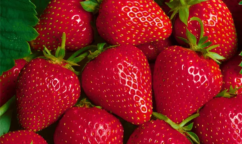 Fragaria x ananassa 'Sweet Ann'