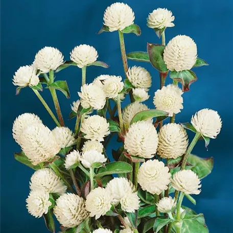 Kugelamarant 'Buddy White'