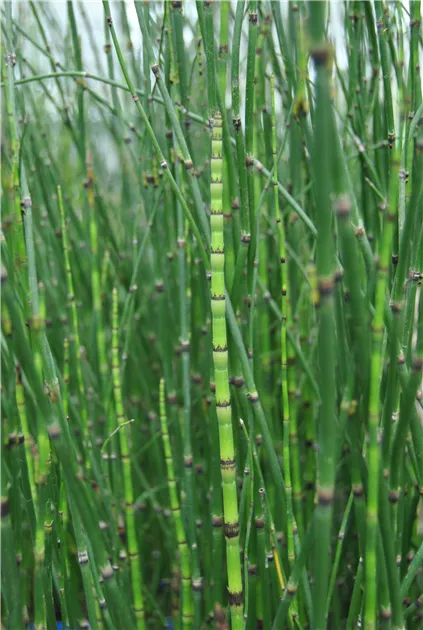 saatgut wiesenmischung regionales Wildpflanzen Saatgut fr den Garten (10qm)   keep it grn