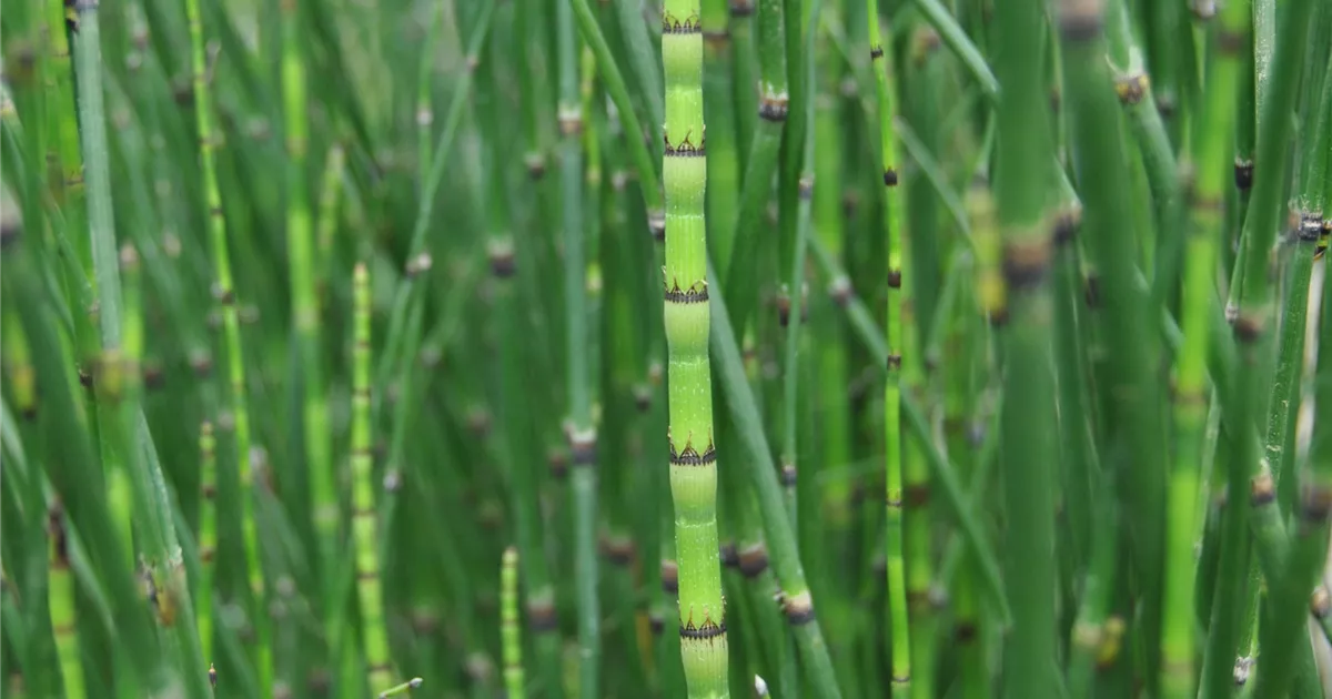 Equisetum hyemale 'Variegata' Pflanze, Pflege & Tipps  Floragard