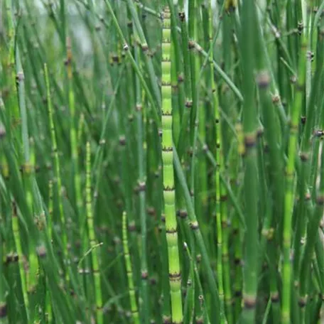 Equisetum hyemale 'Variegata'
