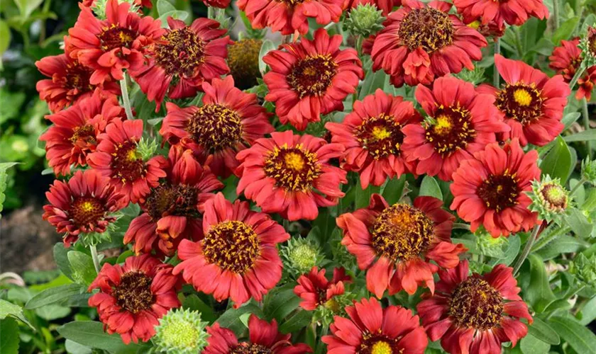 Großblumige Garten-Kokardenblume 'Burgunder'
