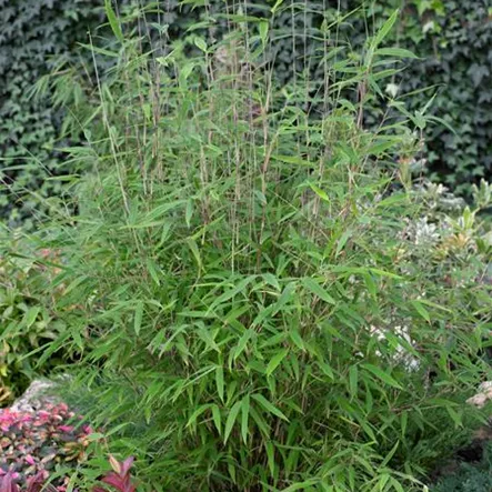 Bambus 'Wakehurst' Bambus 'Wakehurst'