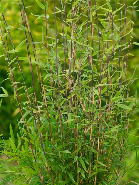 Fargesia nitida Pflanze, Pflege & Tipps  Floragard