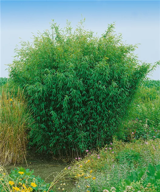 hedera pflanze zimmerpflanze Hedera helix main image 1