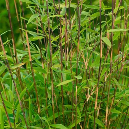 Bambus 'Volcano' Bambus 'Volcano'
