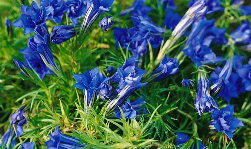 Gentiana sino-ornata 'Eugen´s Allerbester'