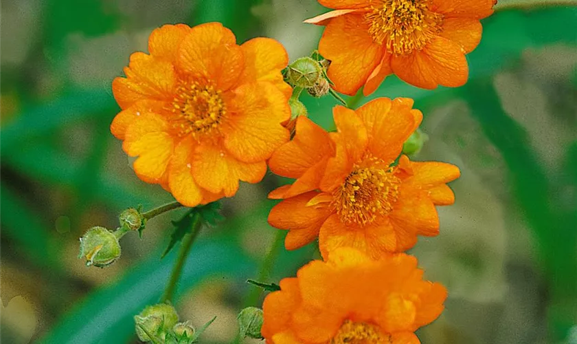 Geum chiloense 'Fire Storm'