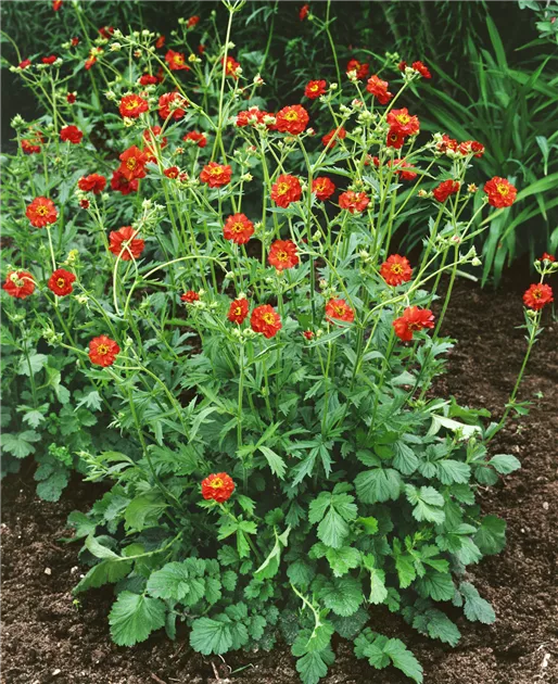 Garten-Nelkenwurz 'Mrs. Bradshaw' Pflanze, Pflege & Tipps  Floragard