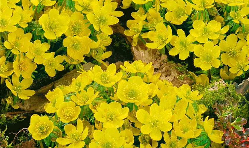 Eranthis cilicica