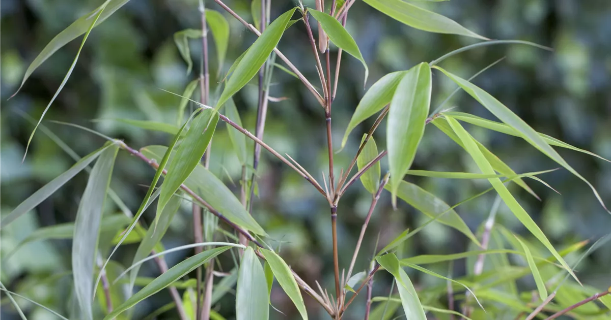Fargesia robusta Pflanze, Pflege & Tipps  Floragard