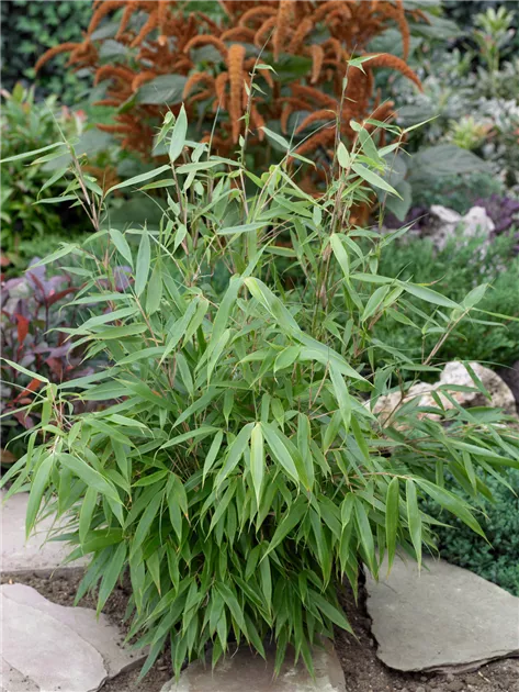 Fargesia robusta Pflanze, Pflege & Tipps  Floragard