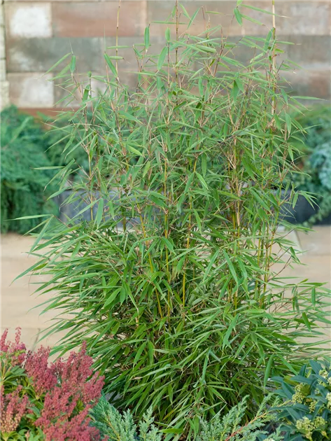 Fargesia robusta 'Campbell' Pflanze, Pflege & Tipps  Floragard