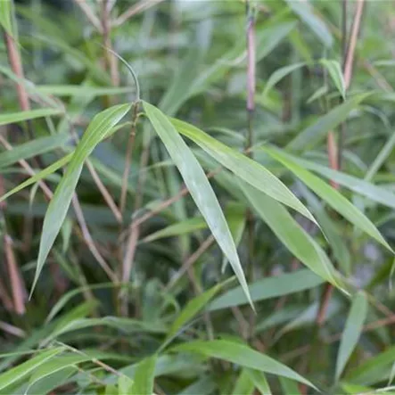 Bambus 'Asian Wonder' Bambus 'Asian Wonder'