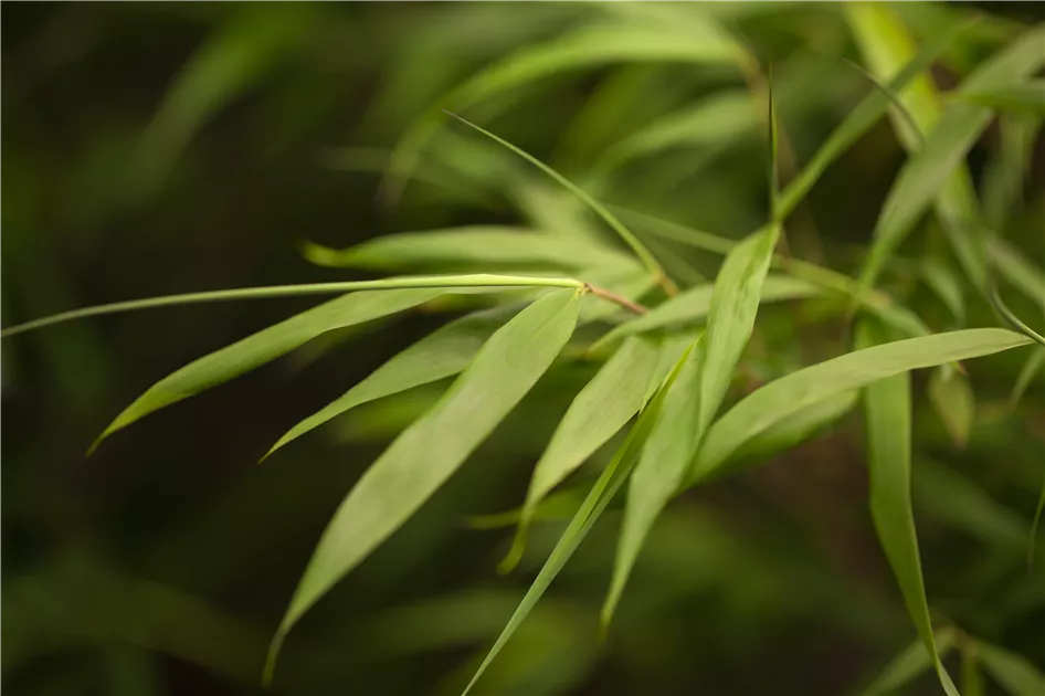 Bambus 'Asian Wonder' Pflanze, Pflege & Tipps  Floragard