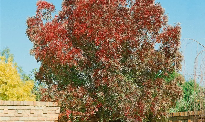 Kleinkronige Esche 'Raywood'