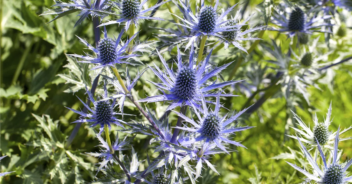 Eryngium alpinum Pflanze, Pflege & Tipps Floragard