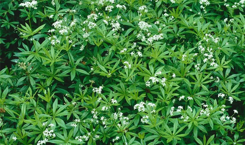 Galium odoratum 'Sterntaler'