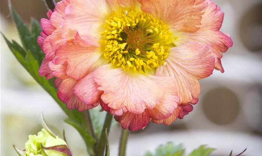 Nelkenwurz 'Cosmopolitan'®