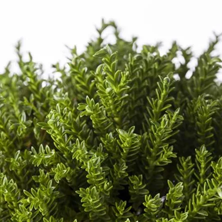 Buchsblättrige Strauchveronika