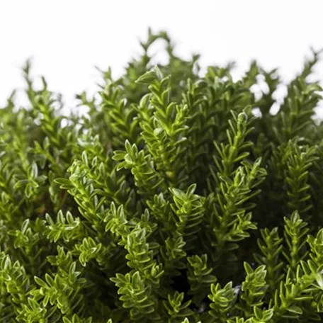Buchsblättrige Strauchveronika