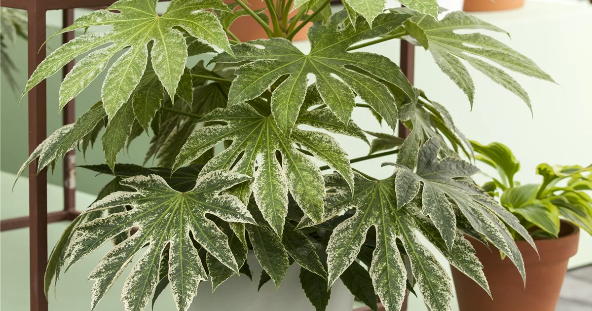 Fatsia japonica Pflanze, Pflege & Tipps  Floragard
