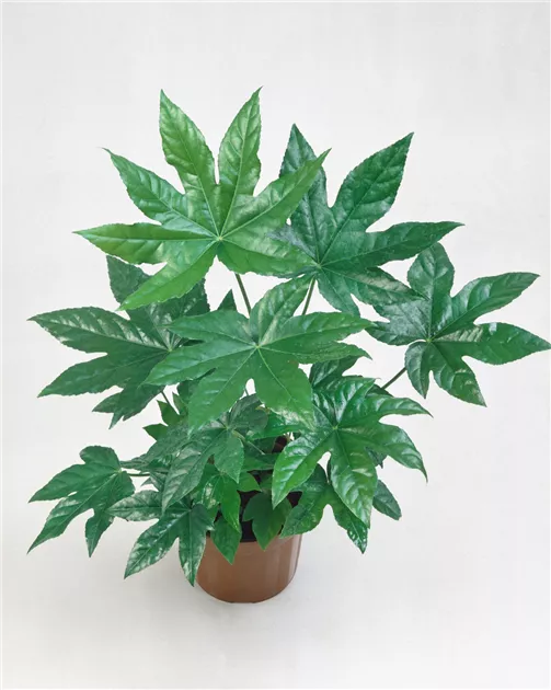 Fatsia japonica Pflanze, Pflege & Tipps  Floragard