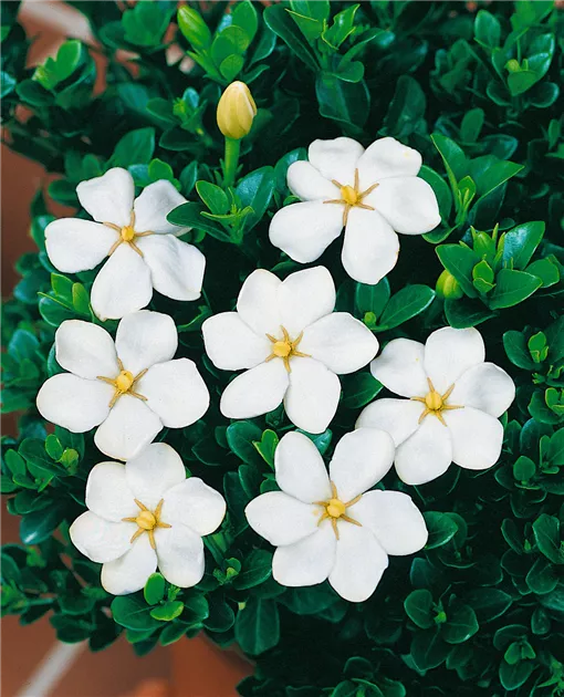 Gardenia jasminoides 'Frost Proof' Pflanze, Pflege & Tipps  Floragard
