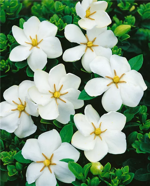 Gardenia jasminoides 'Frost Proof' Pflanze, Pflege & Tipps  Floragard