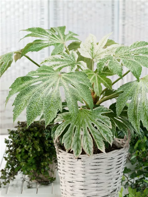 zimmerpflanze tricolor Maranta leuconeura var. erythroneura (Tricolor)