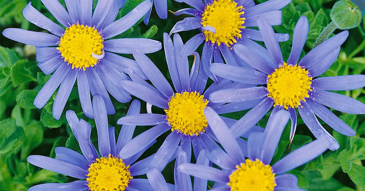 Felicia amelloides 'Blau Topf' Pflanze, Pflege & Tipps  Floragard