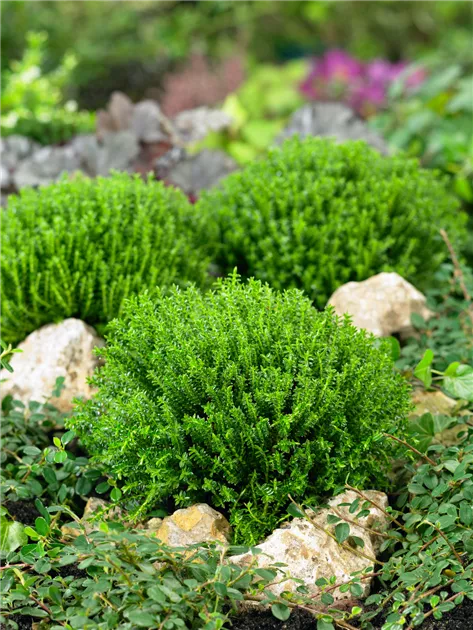 Hebe 'Green Globe' Pflanze, Pflege & Tipps  Floragard