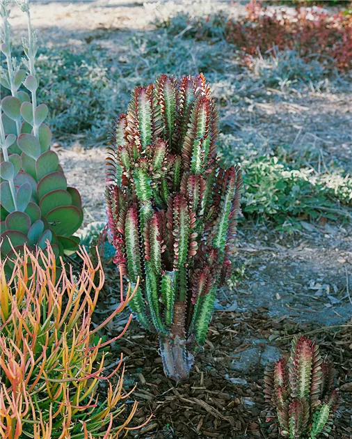 Dreikantige Wolfsmilch 'Rubra' Pflanze, Pflege & Tipps  Floragard