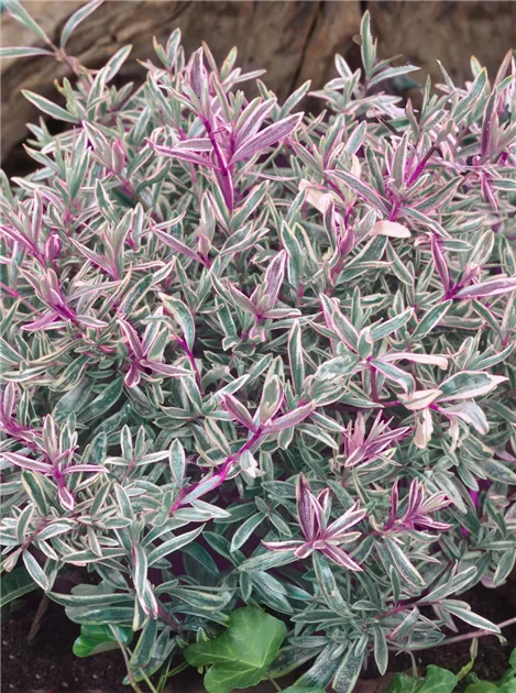 Hebe 'Magic Summer' Pflanze, Pflege & Tipps  Floragard