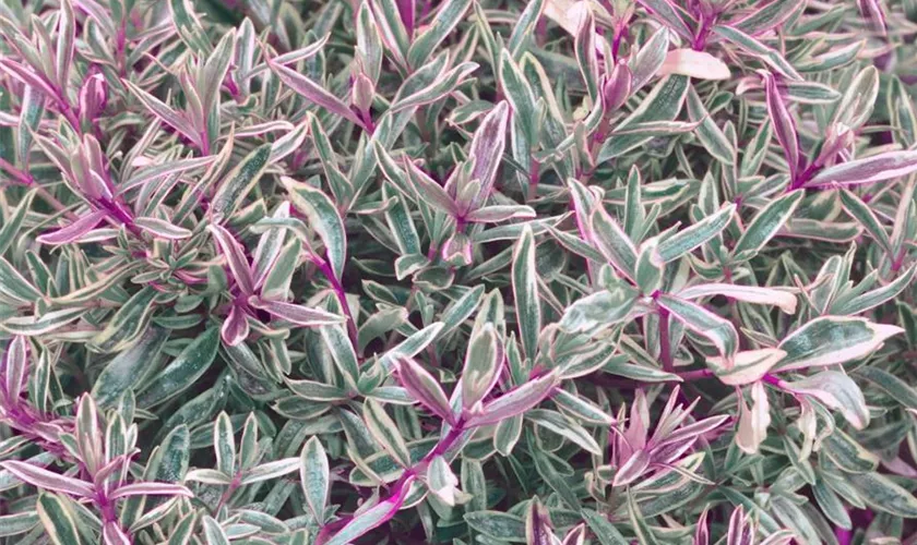 Strauchveronika 'Magic Summer'