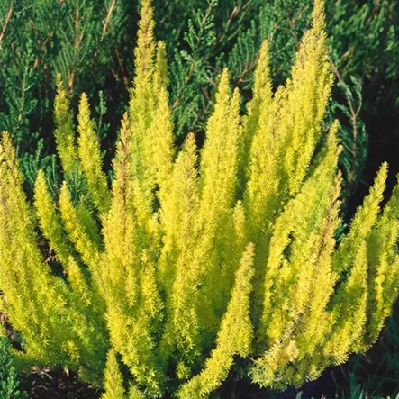 Baumheide 'African Gold' Baumheide 'African Gold'