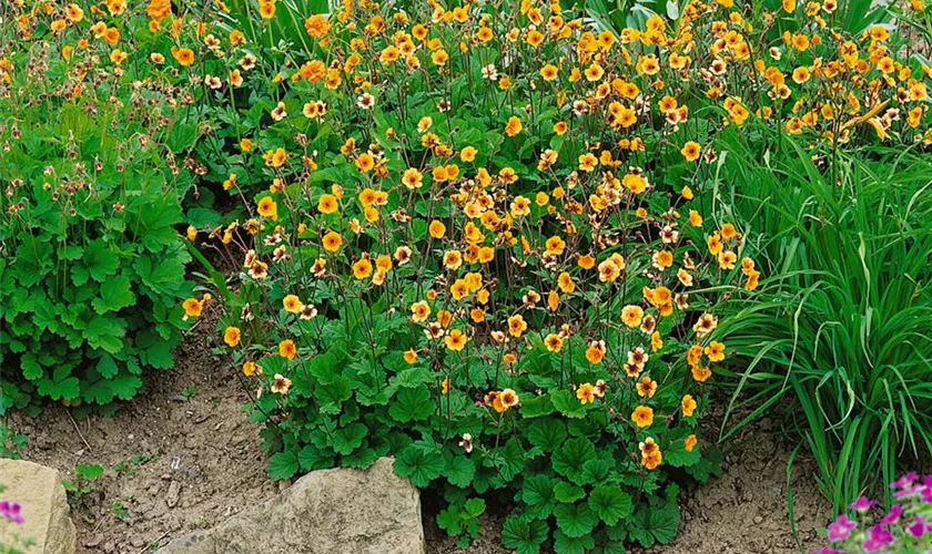 Geum x heldreichii 'Georgenberg'